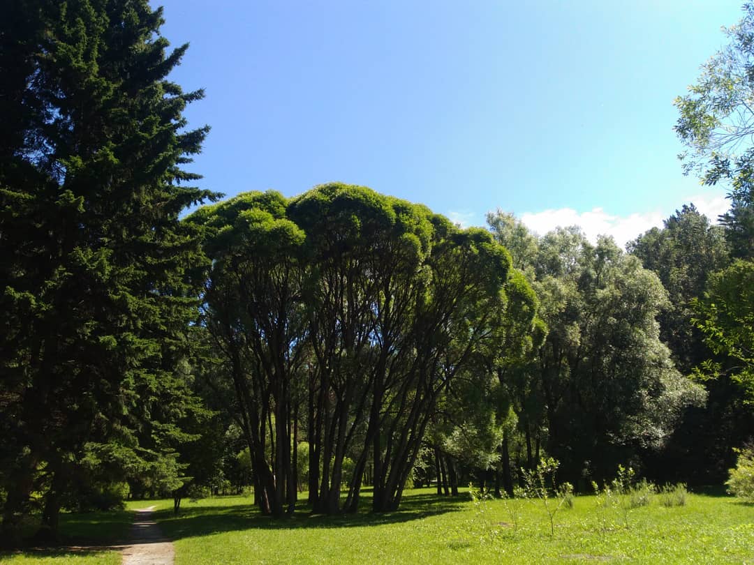 Some greenery on a sunny day