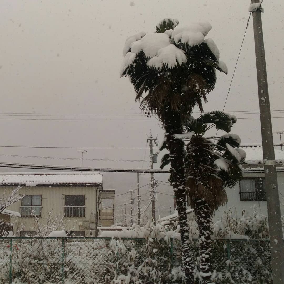 Snow covering palm trees