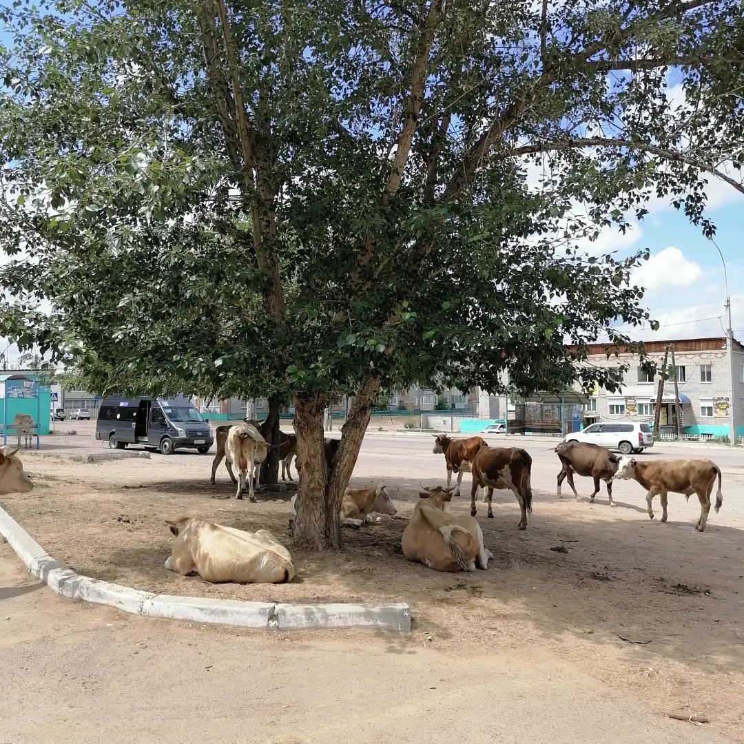 Cows at the bus stop